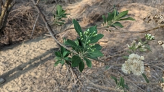 Gymnanthemum amygdalinum