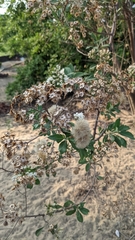 Gymnanthemum amygdalinum