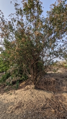 Gymnanthemum amygdalinum