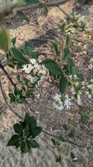 Gymnanthemum amygdalinum