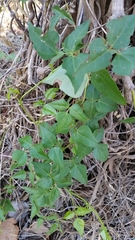 Dipogon lignosus