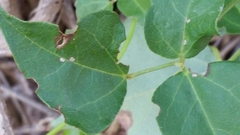 Dipogon lignosus