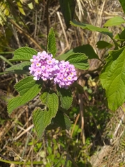 Lantana trifolia