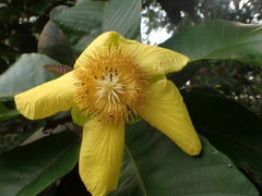 Dillenia indica