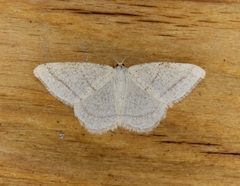 Protitame subalbaria