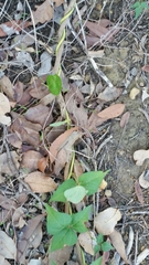 Dipogon lignosus