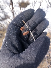 Betula glandulosa