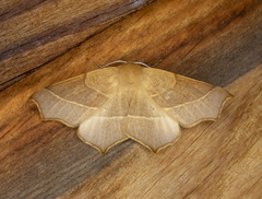 Tetracis cervinaria
