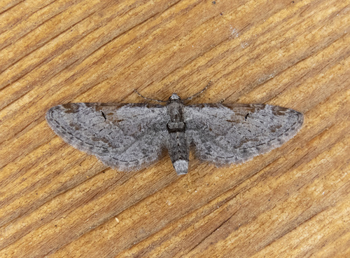 Eupithecia nevadata