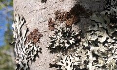 Tuckermanopsis sepincola