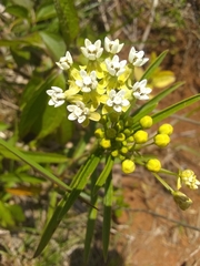 Asclepias nivea