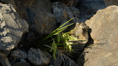 Poa novae-zelandiae