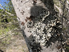 Tuckermanopsis sepincola