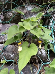 Aristolochia kaempferi