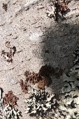 Tuckermanopsis sepincola