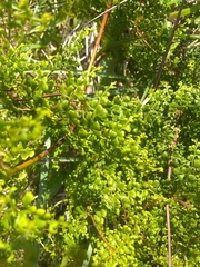 Odontosoria aculeata