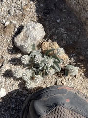 Gomphrena caespitosa