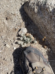 Gomphrena caespitosa