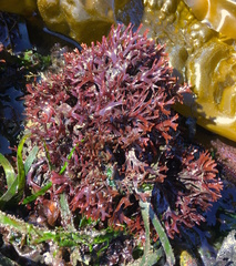 Fredericqia deveauniensis