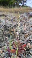 Streptanthus glandulosus secundus