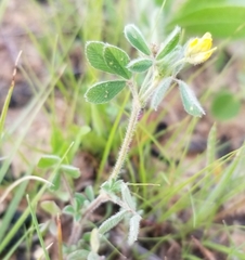 Medicago minima