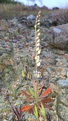 Streptanthus glandulosus secundus