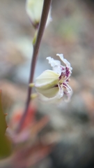 Streptanthus glandulosus secundus