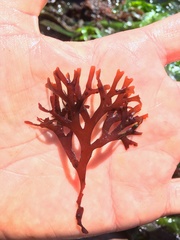 Fredericqia deveauniensis