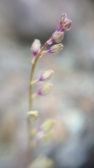 Streptanthus glandulosus secundus