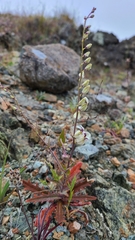 Streptanthus glandulosus secundus