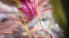 Streptanthus glandulosus secundus