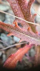 Streptanthus glandulosus secundus