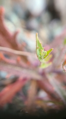 Streptanthus glandulosus secundus