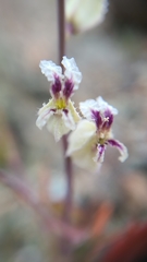 Streptanthus glandulosus secundus