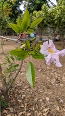 Tabebuia