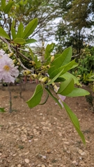Tabebuia