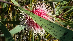 Hakea laurina