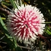 Pincushion Hakea - Photo (c) Kerry + Darren, some rights reserved (CC BY-NC), uploaded by Kerry + Darren