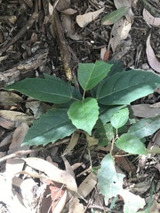 Cissus antarctica