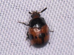 Diaperis nigronotata