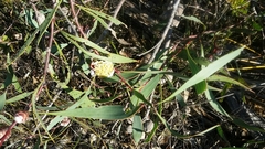 Hakea laurina