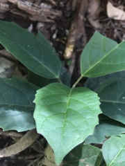 Cissus antarctica