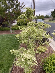 Cornus kousa