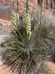 Yucca angustissima angustissima