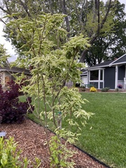 Cornus kousa