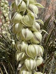 Yucca angustissima angustissima