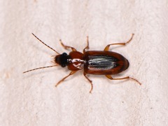Stenolophus dissimilis