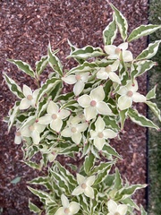 Cornus kousa