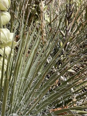 Yucca angustissima angustissima