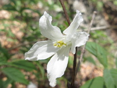 Deutzia uniflora